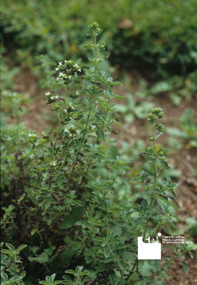 Comisariato Naturista S.A - ¡Aceite de Orégano Softgel! El Orégano es una  planta aromática utilizada en la medicina tradicional durante miles de años  por sus beneficios para el sistema digestivo, respiratorio e