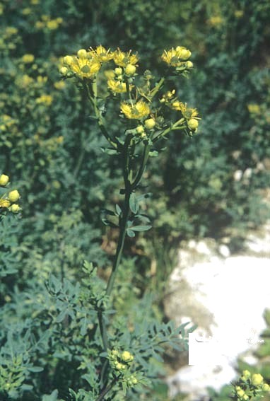 Té de ruda: qué es y para qué sirve